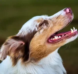 Uma boa higiene bucal ajuda a preservar a saúde e a qualidade de vida dos cães