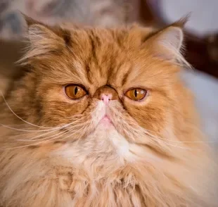 O gato Persa é conhecido pelo focinho achatado e personalidade tranquila