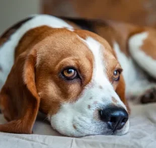 As raças Cocker Spaniel, Basset e Beagle costumam ter mais problemas auditivos por conta da anatomia de suas orelhas