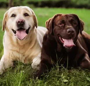Entenda as diferenças e as necessidades específicas de cachorros fêmeas e machos