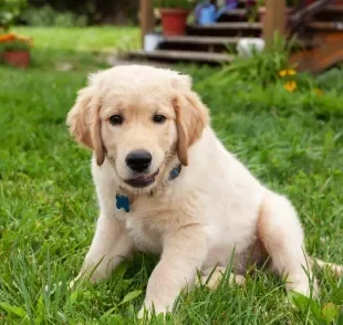 O filhote de Golden Retriever tem energia de sobra e precisa de cuidados adequados para a idade
