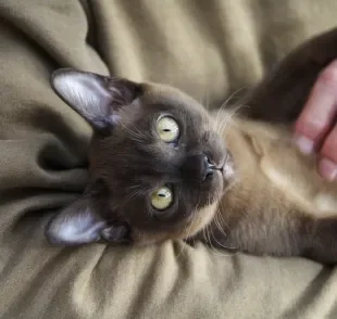 O gato Burmês é conhecido pela personalidade afetuosa e extremamente apegada ao dono