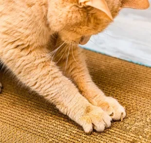 Além de afiar as unhas do gato, o hábito de arranhar também ajuda no bem-estar emocional dos pets