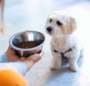 O desinteresse do cachorro pela ração pode ter relação com hábitos inadequados dos tutores