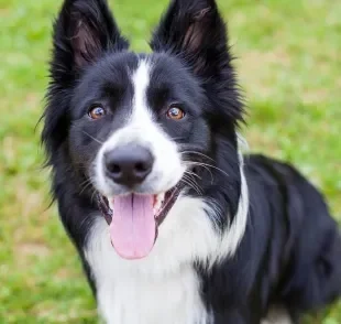 O que preciso saber antes de ter um Border Collie?