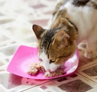 O sachê oferece diversos benefícios aos gatos, mas deve ser bem avaliado antes de substituir a ração seca