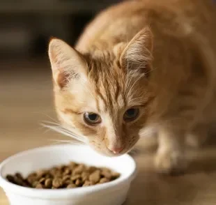 Umidificar a ração com leite pode parecer inofensivo, mas oferece riscos ao gato