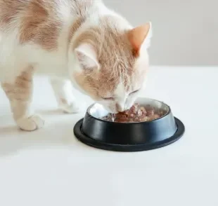 O sachê para gato é um excelente aliado da saúde do animal, favorecendo a hidratação diária
