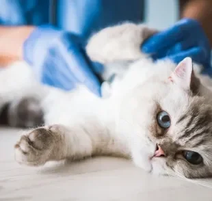 Identificar a esporotricose felina no início é essencial para evitar o contágio de outros animais e humanos