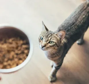 Por instinto, os gatos comem pequenas porções de ração várias vezes ao dia