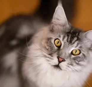 Maine Coon é a raça de gato gigante que encanta pela aparência imponente e personalidade única