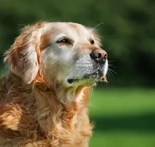 Cachorro idoso precisa de uma alimentação especial para atender às necessidades específicas dessa fase