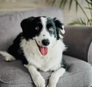 O Border Collie é um cachorro que precisa de estímulos físicos e mentais constantes