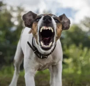 Violências diretas, ambientes estressantes e até negligência podem deixar o cachorro agressivo