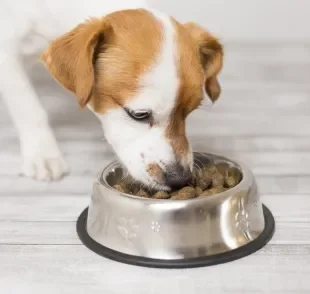 A ração para cachorro filhote é formulada especialmente para atender às demandas nutricionais dessa fase