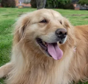 Cães da raça Golden Retriever são conhecidos por sua pelagem longa, lisa e brilhante