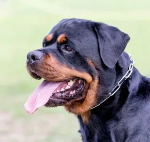 Cães da raça Rottweiler podem viver mais de 10 anos com cuidados regulares e adequados com a saúde