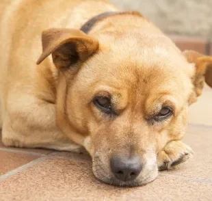 A leishmaniose canina é transmitida pelo mesmo mosquito que passa a doença para humanos