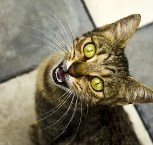 Gato miando muito pode ser um sinal de que algo não está bem