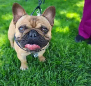 O Bulldog Francês possui características físicas que o tornam mais vulnerável aos efeitos do calor
