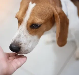 O olfato canino é capaz de identificar diversas doenças e condições que afetam os humanos