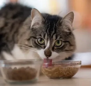 Por ser bastante úmido, o sachê para gato é mais perecível e precisa ser bem conservado