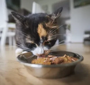 O sachê para gato é um grande aliado da alimentação felina e pode ser oferecido todos os dias