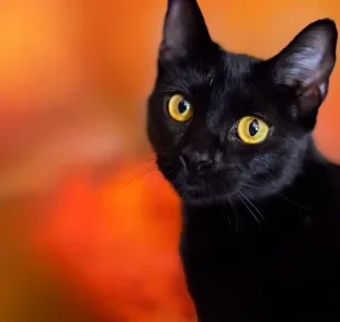 Os gatos pretos têm uma beleza única e personalidade carinhosa