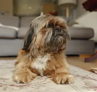 O Shih Tzu é um cão dócil e apegado à família, que precisa de companhia mais frequente