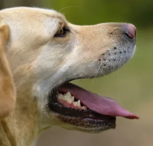 O tártaro causa mau hálito em cães e pode levar até mesmo à perda de dentes