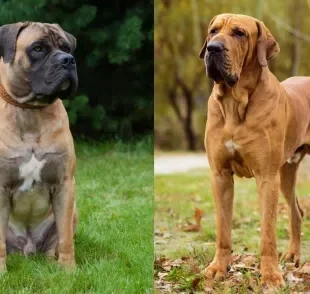 Quais são os diferentes tipos de cachorro Mastim? Conheça 9 raças para quem ama cães grandes