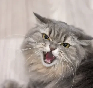 O estresse em gatos afeta o bem-estar físico e emocional dos felinos