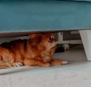 A intensidade e imprevisibilidade do barulho dos fogos de artifício deixam os cães com medo e estressados