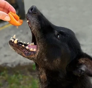 Algumas frutas são seguras e saudáveis para os cães, mas é preciso cautela com esse tipo de alimento