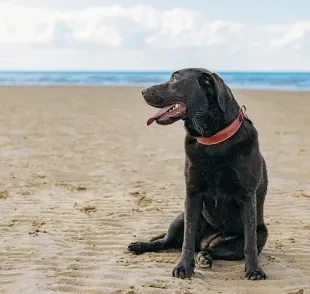 Ao levar o cachorro à praia, é preciso ter alguns cuidados para protegê-lo de uma série de problemas de saúde