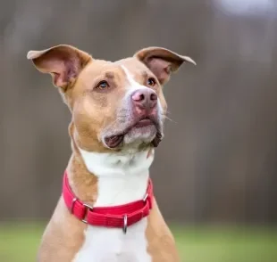 A coleira martingale possui um ajuste limitado, que impede fugas e evita aperto excessivo no pescoço dos cães