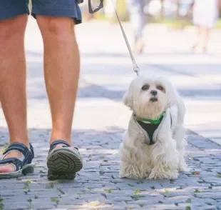 Passeios são muito importantes para a saúde física e mental do cachorro