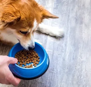 A troca da ração de cachorro só costuma ser indicada em situações específicas