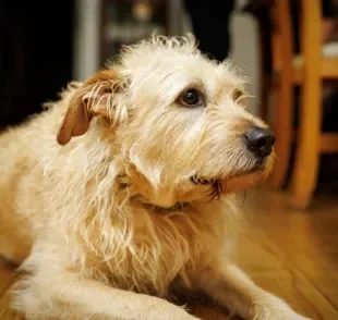 Insetos voadores podem atrair a atenção dos pets, que acabam ingerindo esses bichinhos