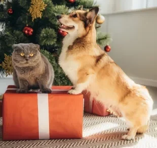 Enfeites de Natal chamam a atenção dos pets e podem ser perigosos sem os cuidados adequados