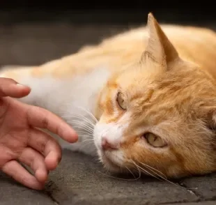 A dermatofitose é uma zoonose que pode ser transmitida aos humanos por cães e gatos