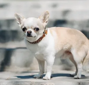O Chihuahua é um cãozinho sensível e apegado, que pode ser mais temperamental se não for bem socializado