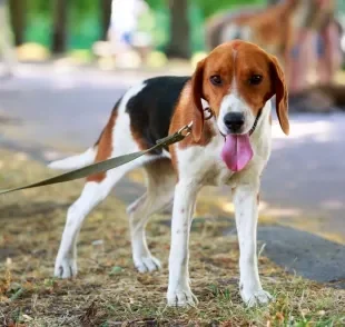O Foxhound Americano foi criado originalmente como um cão de caça