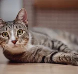 A doença renal em gatos não tem cura, mas pode ser controlada com o manejo adequado