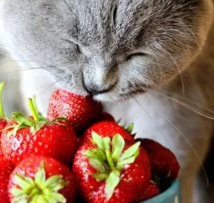 O morango é rico em água, fibras e antioxidantes, que podem beneficiar a saúde do gato