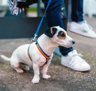 O colapso de traqueia é mais comum em raças pequenas e exige cuidados no dia a dia