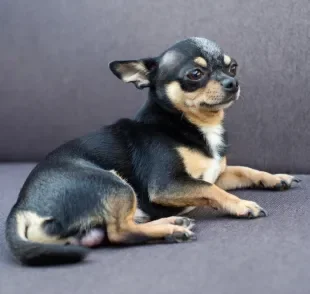 Veja as opções mais populares de nomes para Chihuahua que são fofos, divertidos e cheios de personalidade