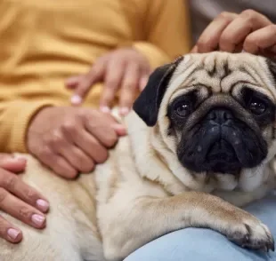 De porte pequeno e comportamento tranquilo, o Pug é um ótimo pet para quem mora em apartamento