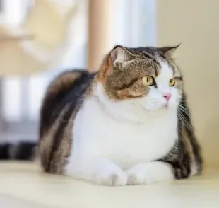 Gatos obesos podem viver menos e ter inúmeros problemas de saúde associados ao sobrepeso