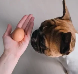 O ovo oferece uma série de benefícios para os cães quando consumido do jeito adequado